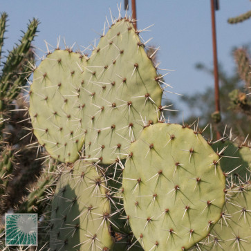Opuntia discata, particolare delle ramificazioni.