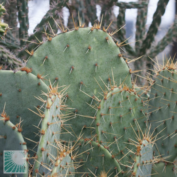 Opuntia cyclodes, particolare delle ramificazioni.