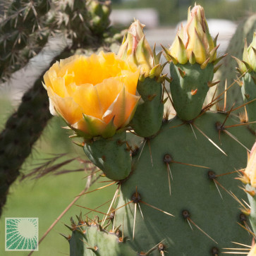 Opuntia cyclodes, particolare dei fiori.