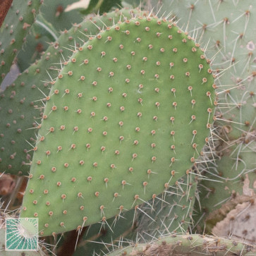 Opuntia leucotricha, particolare delle ramificazioni.