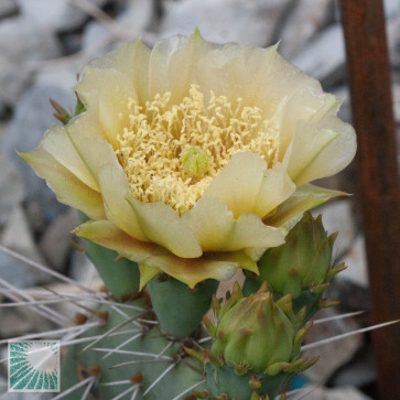 Opuntia pottsii var. montana, primo piano del fiore.
