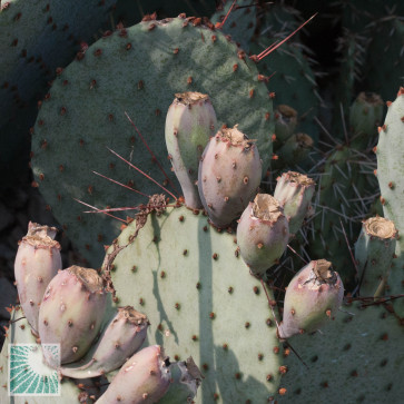 Opuntia macrocentra, particolare dell'apice della pianta.