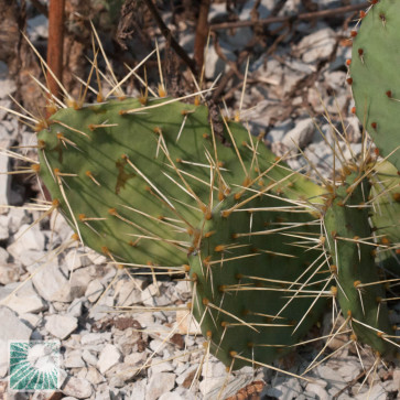 Opuntia macrorhiza, particolare del fusto.
