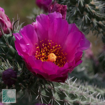 Cylindropuntia spinosior, primo piano del fiore.