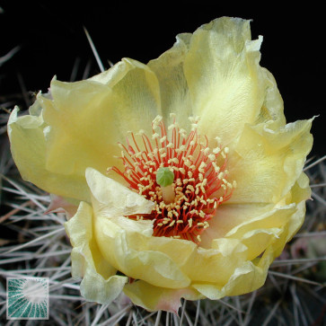 Opuntia fragilis x zuniensis, primo piano del fiore.