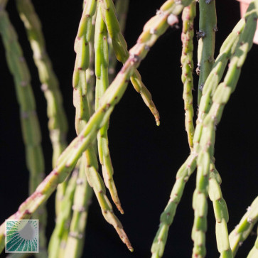 Rhipsalis paradoxa f. minima, particolare delle ramificazioni.