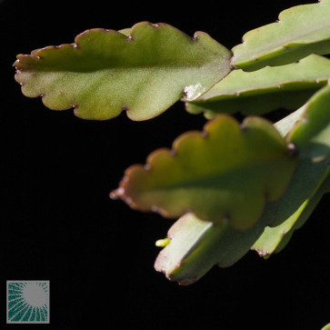 Rhipsalis russellii, particolare delle ramificazioni.