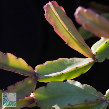 Rhipsalis russellii, particolare delle ramificazioni.