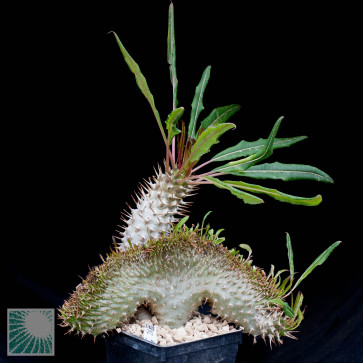 Pachypodium lamerei f. fiherensis, esemplare intero.