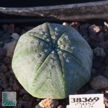 Euphorbia symmetrica, esemplare intero
