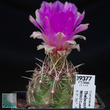 Thelocactus bicolor, esemplare intero.