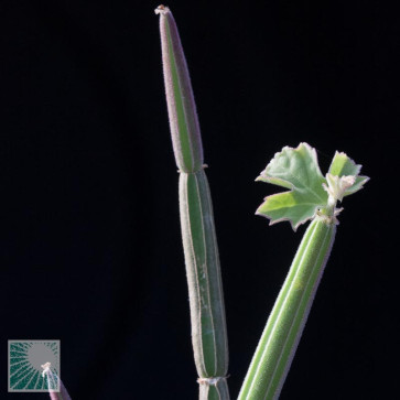 Cissus adeyana, particolare dell'apice della pianta.