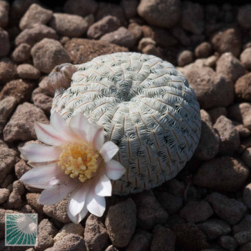 Mammillaria pectinifera, immagine dell'intero esemplare.