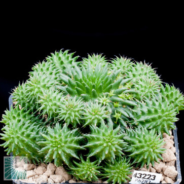Euphorbia susannae, esemplare intero.