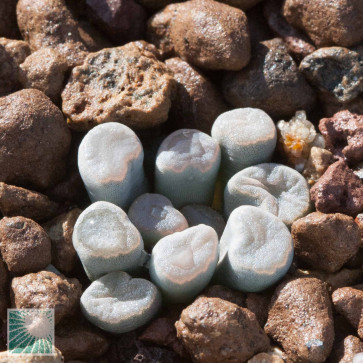 Frithia pulchra, esemplare intero.