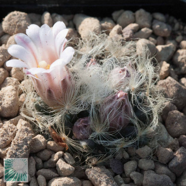 Mammillaria aureilanata, esemplare intero.