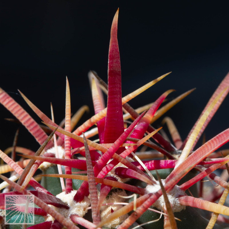 Ferocactus Gracilis Frs6 Piante In Vendita Vivaio Mondocactus