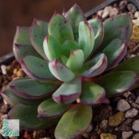 Echeveria alata