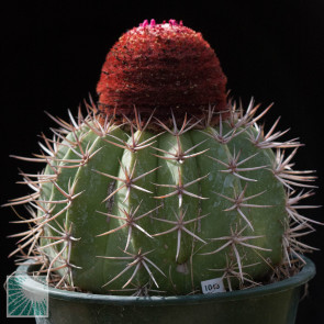 Melocactus curvispinus ssp. curvispinus