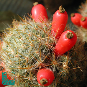 Mammillaria prolifera