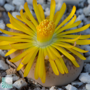 Lithops gesinae