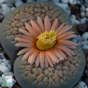 Lithops verruculosa f. inae