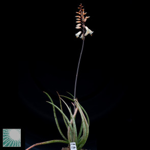 Aloe albiflora f. grandiflora, immagine dell'intero esemplare.