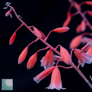 Aloe bellatula