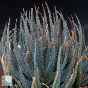 Aloe parvula