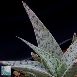 Aloe rauhii cv. Snowflake, particolare dell'apice della pianta.