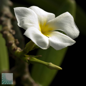 Pachypodium lamerei f. fiherensis