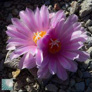 Ariocarpus × RETFIS, esemplare in fiore. 