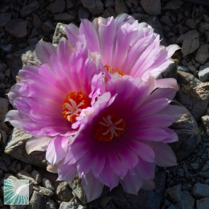 Ariocarpus × RETFIS, esemplare in fiore. 