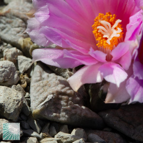 Ariocarpus × RETFIS