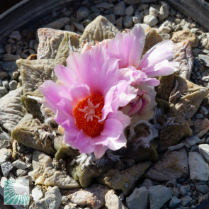 Ariocarpus × RETFIS, esemplare in fiore. 