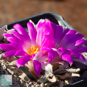 Ariocarpus agavoides