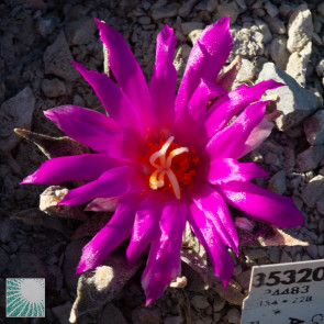 Ariocarpus agavoides