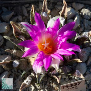 Ariocarpus agavoides, esemplare in fiore. 