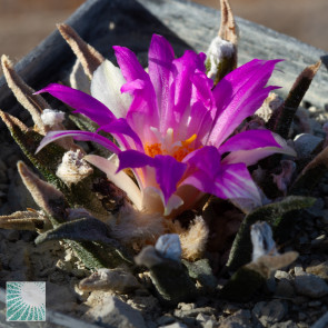 Ariocarpus agavoides