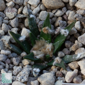 Ariocarpus agavoides, particolare dell'apice della pianta.