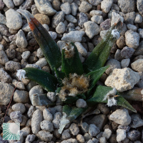 Ariocarpus agavoides, immagine dell'intero esemplare.