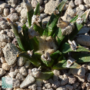 Ariocarpus agavoides