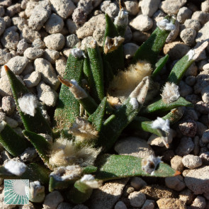 Ariocarpus agavoides