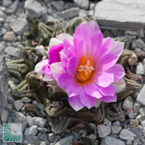 Ariocarpus bravoanus ssp. hintonii