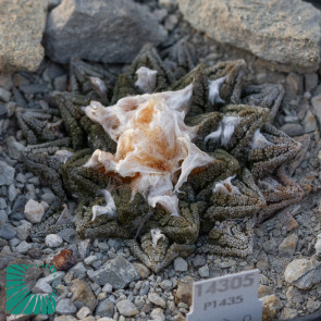 Ariocarpus bravoanus ssp. hintonii, immagine dell'intero esemplare.