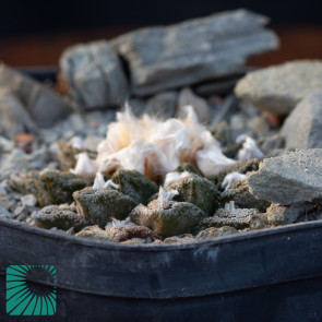 Ariocarpus bravoanus ssp. hintonii