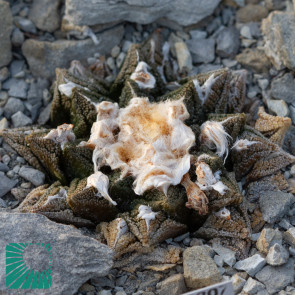 Ariocarpus bravoanus ssp. hintonii, immagine dell'intero esemplare.