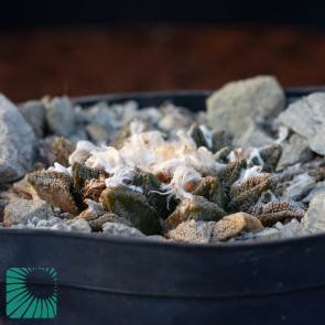 Ariocarpus bravoanus ssp. hintonii