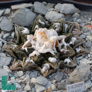 Ariocarpus bravoanus ssp. hintonii