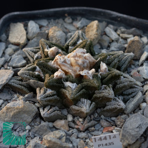 Ariocarpus bravoanus ssp. hintonii, immagine dell'intero esemplare.